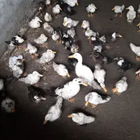 اردک 200 تومن