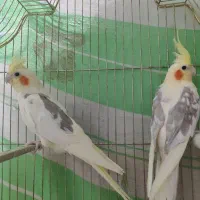نرو ماده دوکت