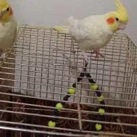 عروس هلندی چشم شرابی