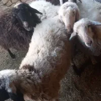 بره،تغل|حیوانات مزرعه|اردکان, |دیوار