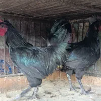 خروس ایام سمانی