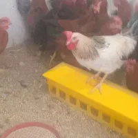 خروس و مرغ محلی ،مرغ عشق، عروس هلندی|حیوانات مزرعه|شیراز, بید زرد|دیوار