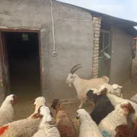 گوسفند،بره نر میش شیشک کشتاری