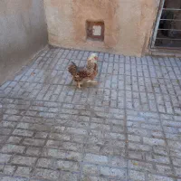 مرغ کاکلی|حیوانات مزرعه|تربت‌حیدریه, بالا ولایت|دیوار