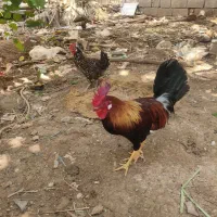 مرغ و خروس عربی