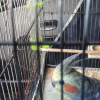 عروس هلندی|پرنده|گلپایگان, |دیوار