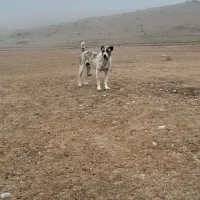 سگ  خراسانی