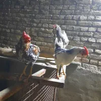 سه عدد خروس گلین