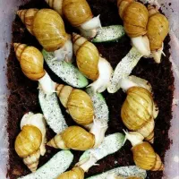 حلزون آلبینو آچاتینا|خزنده|فردیس, داوری|دیوار