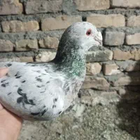 سار|پرنده|تربت‌حیدریه, باغ سلطانی|دیوار