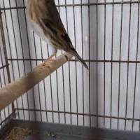 سهره قناری نر|پرنده|قم, شاه سید علی|دیوار