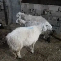 میش