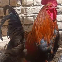 خروس چاق وبزرگ