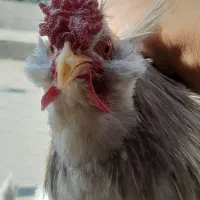 تخم مرغ گلین|حیوانات مزرعه|اقبالیه, |دیوار