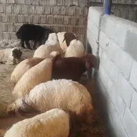 تعداد 29عدد بره همگی نر درجه یک