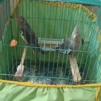 عروس هلندی یکی نر یکی ماده|پرنده|رشت, نظری|دیوار