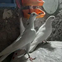 کبوتر گرفتنی  جوجه وکار