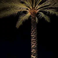 نخل تنه دار با ارتفاع متنوع