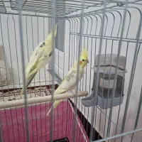 طوطی عروس|پرنده|ابهر, |دیوار