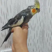 عروس هلندی