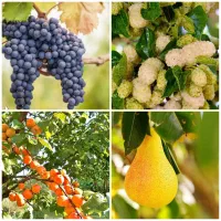 پخش نهال توت گلابی انگور زردالو