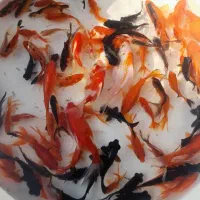 فروش انواع ماهی قرمزگلفیش تلسکوپی ارسال همه شهرها|ماهی|رشت, بیجارپس|دیوار