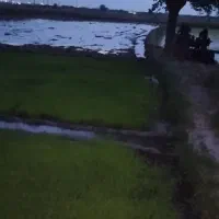 بذر ندا داخل سبدی پر پشت وعالی