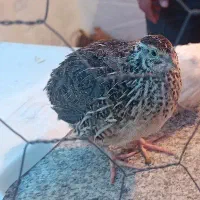 بلدرچین تخمگذار