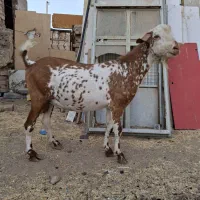 بز،نربز،میش،بره