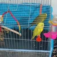 یک جفت مرغ عشق