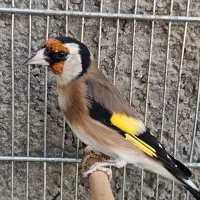 سهره نامبروان.. جفتی هر رنگ قناری|پرنده|فردیس, طالقانی|دیوار