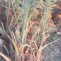 فسیل کنی حرس و فروش فسیل کلیته مرداسنگ مضافتی ..|گل و گیاه طبیعی|جیرفت, |دیوار