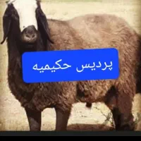 گوسفند  بهداشتی پلاک شده