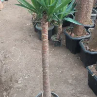 فروش یوکا با کیفیت|گل و گیاه طبیعی|عباس‌آباد, |دیوار