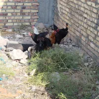 ۵تا مرغ و یک خروس