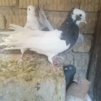 5عدد طوقی|پرنده|شیراز, احمدی جنوبی|دیوار