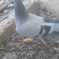 تعدادی کبوتر|پرنده|وحدتیه, |دیوار