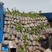 نهال انگورکشمشی خالص ضمانتی|خدمات باغبانی و درختکاری|ملایر, |دیوار