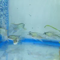 ماهی سچیلاید بلو آکارا و پرت پلار|ماهی|تبریز, |دیوار