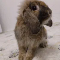 خرگوش فروش فوری