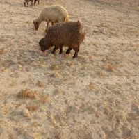 گوسفند رامشیر