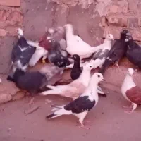 ۲۰کبوتر|پرنده|شیراز, بازار|دیوار
