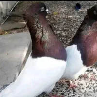 کبوتر کله ای گوره سرخ|پرنده|بروجرد, |دیوار