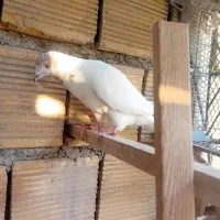 غریب گیری وقفس فروشی|پرنده|کوهدشت, |دیوار