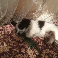 شیتزو ۲ ماهه