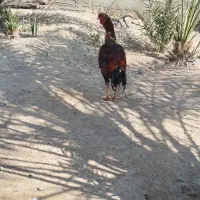 خروس فروشی|حیوانات مزرعه|میناب, |دیوار