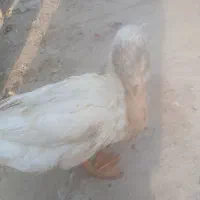 خروس، اردک|حیوانات مزرعه|صفادشت, |دیوار