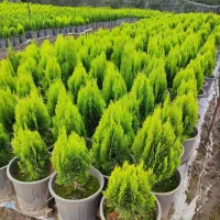 کاج کامیس نوکدار زعفرانی سبز سرطلا سایز4|گل و گیاه طبیعی|رامسر, |دیوار