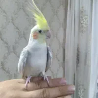 عروس دوکت سیلور بسیار زیبا