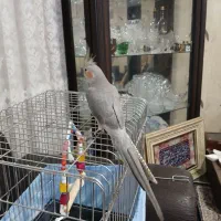 عروس هلندی ۴ماهه